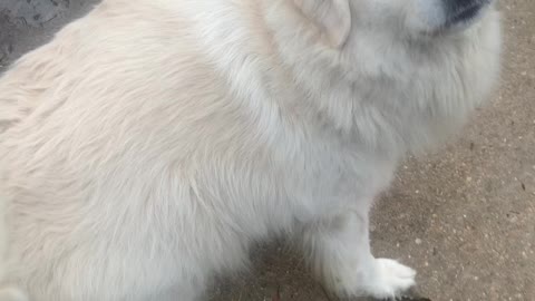 Charlie the Great Pyrenees