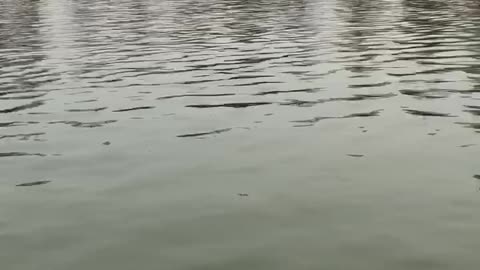 Peaceful boat ride at Kawagoe park Japan