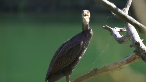 gull-bird-water-bird-sitting-