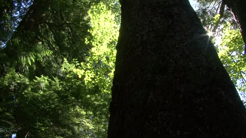 Journey Around the Mountain - Exploring Mount Rainier National Park