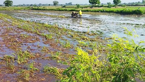 Membajak sawah