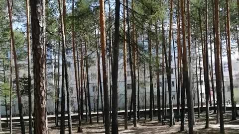 Beautiful forest in the park.