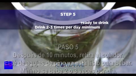 Cómo hacer Té de Agujas de Pino, beneficios