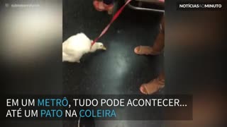 Pato de estimação é filmado dentro de metrô