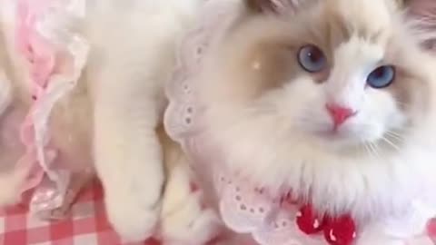 Aww cute cat videos funny