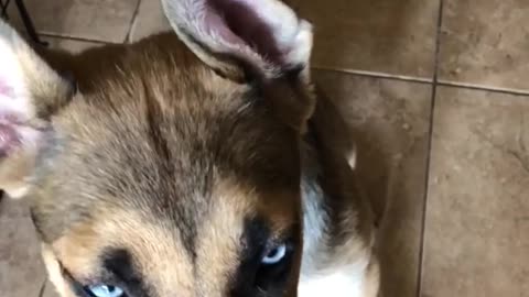 German shepherd dog eats peanut butter from owner