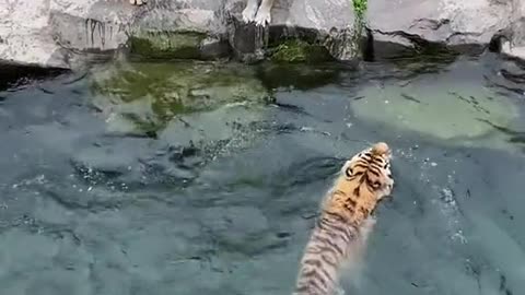 Real Tigers 😟😟