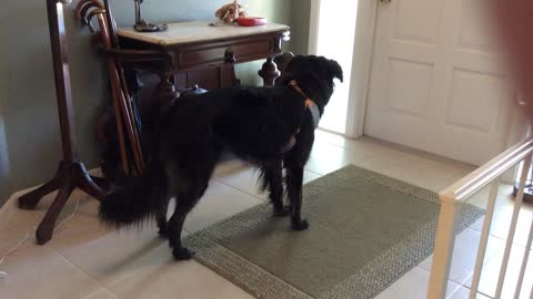 Harness on dog makes him turn into a statue