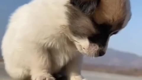 Cute Puppy in sleeping mood😇😇