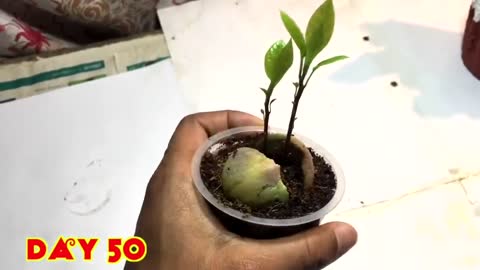 How to grow avocado plant at home in simple steps