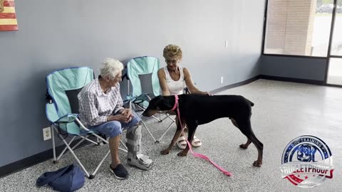 Ralph's Owners Reunion Doberman | #bulletproofdogtraining