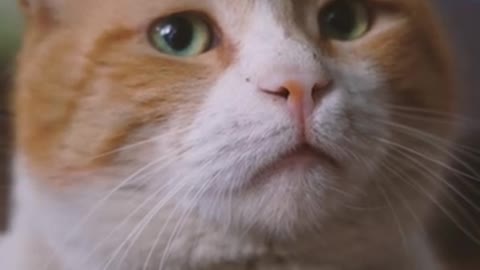 Adorable British Shorthair Cat _ Funny Animals Video #shorts