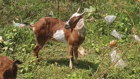 so beautiful goat, cute goat the owner goat2