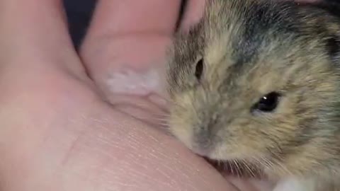 cute baby hamster zz