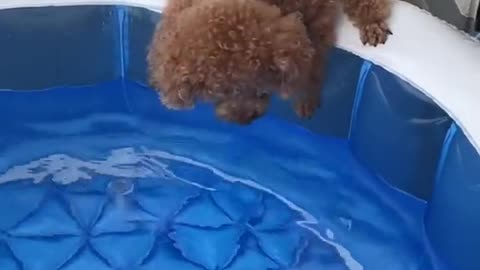 toypoodle#puppy#swim