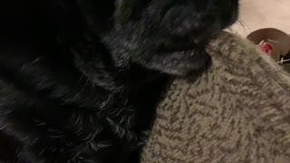 Coal the black pug