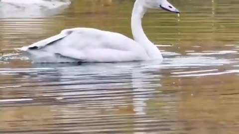 Beautiful Duck Swimming Water | #duck #birds #pets