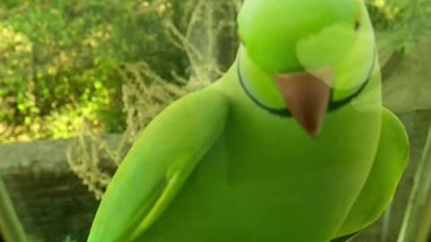 Watch the cute parrot