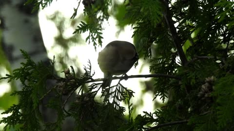 cedar waxwing