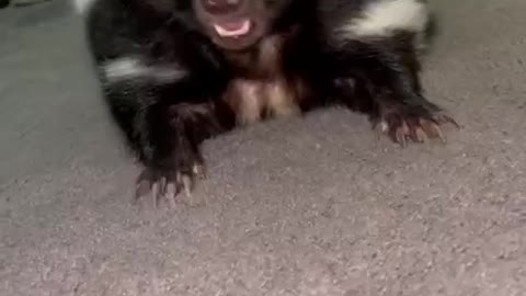 the skunk cute amimals 🤢🤮