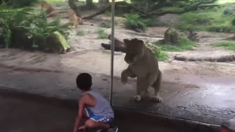 make sure you don`t laugh - Funniest Baby at the Zoo