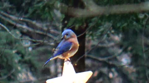 Bluebird