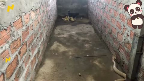 Amazing Mother Chicken protects the Chicks from King Cobra