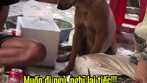 10 Hilarious Dog Fails You Can't Stop Watching!