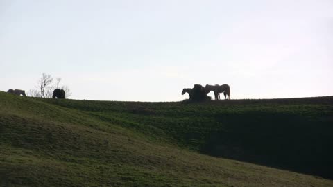 Group of Horses standing on hill eating