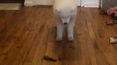 Samoyed takes on dreaded lemon slice