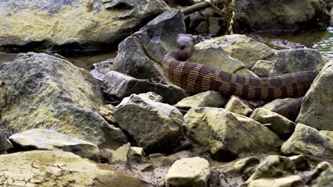 Snake video #snake # nature # jungle #knowledge # education