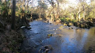 Rapids Trail Hike at Hillsborough River State Park