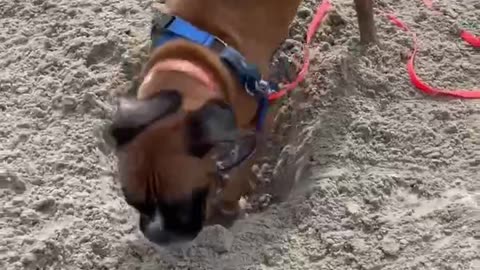 Digging Part 1 #viral #shortvideos #dog #viralvideos #boxerdog #shortsviral #funny #shorts #short