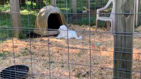 Chickens are 'Open for Business' & Arthur Missing his Mama & Brother, 🥹