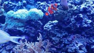 Real life nemo