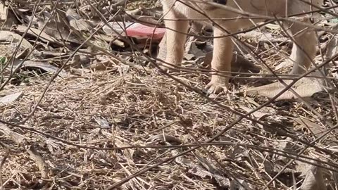 Puppies playing