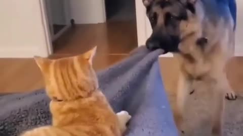 No more messing around, cat!"🤣 Funniest 🐶 Dogs and - Awesome Funny Pet Animals Life Videos 😇