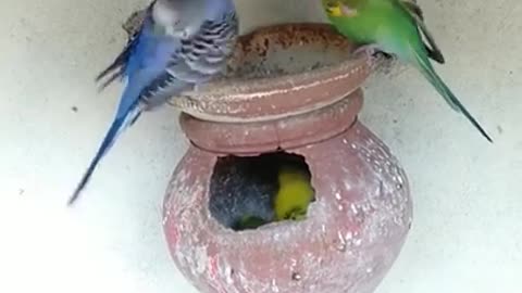 birds status for whatsapp | bird status | birds status | budgies bird | love birds status #shorts