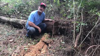 Antique Mill Makes Boards From Abandoned Oak