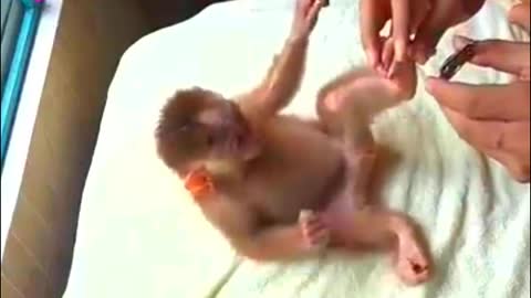 So. cute baby monkey- Monkey Animals 036