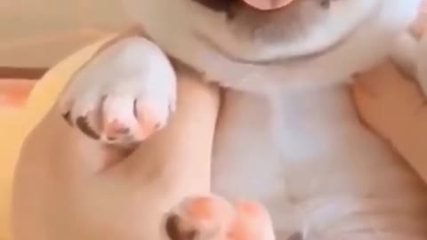 Ultimate Baby Dogs - Cute and Funny Dog Videos Compilation #Shorts (5) 2022.