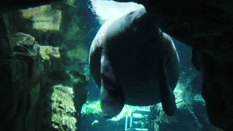 Manatee - Behavior of animals