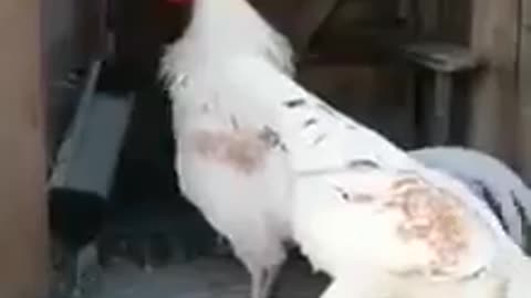 The rooster that has a serious problem in shifting gears