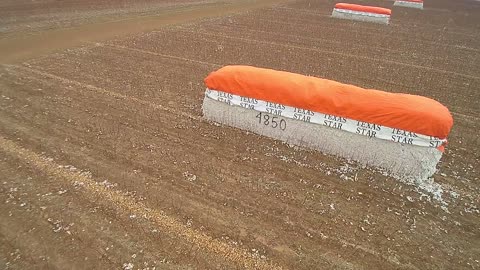 Winter cotton field 6