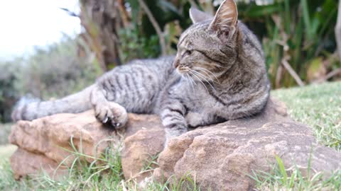 Cat sleeping on a rock in a beautiful way black and white🐈