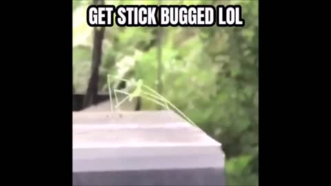 GET STICK BUGGED LOL