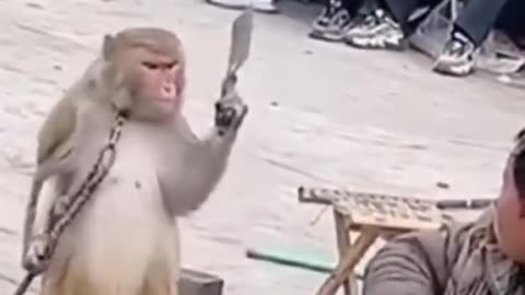 Monkey Dance