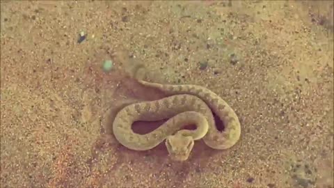 A snake bites a man