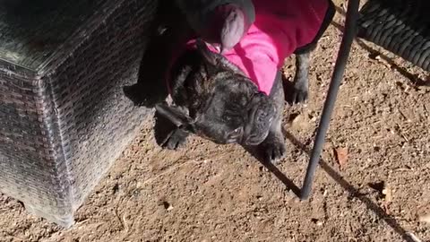 Shadow our Frenchie loves hanging out with our Galah