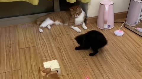 The two cats are having fun.